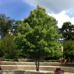October Glory Red Maple Tree 10 October Glory Red Maple Tree -Garden Plants October Glory Maple 1 FGT