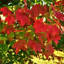 October Glory Red Maple Tree 9 October Glory Red Maple Tree -Garden Plants October Glory Maple 2 FGT