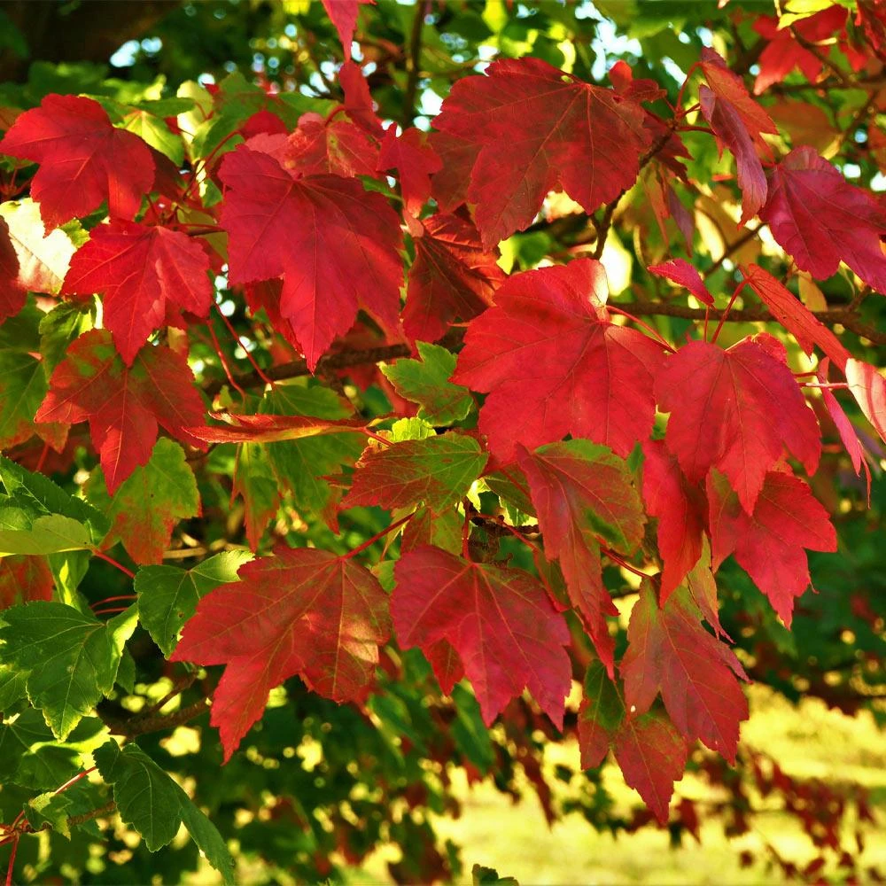 October Glory Red Maple Tree 5 October Glory Red Maple Tree - Image 3