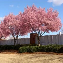 Okame Cherry Tree 13 Okame Cherry Tree -Garden Plants Okame Cherry 02 FGT