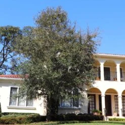 Oliana Olive Tree -Garden Plants Oliana Olive 2