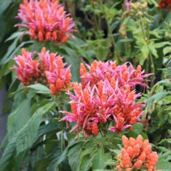 Orange Shrimp Plant 9 Orange Shrimp Plant -Garden Plants Orange Shrim plant 2 BB