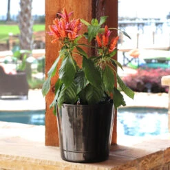 Orange Shrimp Plant 8 Orange Shrimp Plant -Garden Plants Orange Shrim plant 3