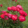 Oso Easy® Double Red Rose 2 Oso Easy® Double Red Rose -Garden Plants Oso Double Red Rose 2 600x600 b585947e 509f 4e63 b94a b06c884252b5