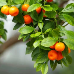 Owari Satsuma Mandarin Tree - USDA Organic 10 Owari Satsuma Mandarin Tree - USDA Organic -Garden Plants Owari Satsuma Mandarin 3 5ad26f0d 36bb 4190 a2a3 1cf6d76e8b3b