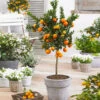 Owari Satsuma Mandarin Tree -Garden Plants Owari Satsuma Mandarin 600x600 5a93bb16 ba8c 4dab 9acb 83e8f945323e