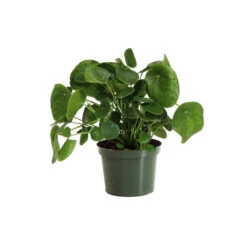 Pilea Peperomioides (Pancake Plant) -Garden Plants PIL PEP6 standard pot