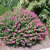 Pocomoke Crape Myrtle -Garden Plants POCOMOKE CRAPE MYRTLE 350 FGT