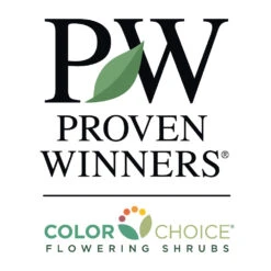 Gem Box® Holly Shrub -Garden Plants PW Logo CC 1000x1000 67b974b3 f7ca 4748 8995 48aaad6580b1