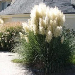 Pampas Grass -Garden Plants Pampas Grass 4 FGT