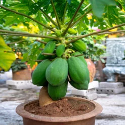 Smoothie Kit -Garden Plants Papaya 7 162ff59f 0e07 40ea a21e f21fee430e6d