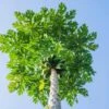 Papaya Tree -Garden Plants Papaya FGT 600x600 dd68a3d3 99f9 41ac 8d38 d3d53170b545