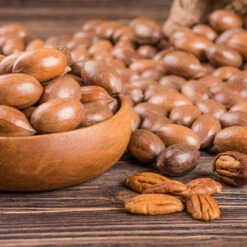 Pawnee Pecan Tree 9 Pawnee Pecan Tree -Garden Plants Pawnee Pecan 4 FGT