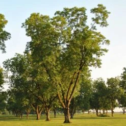 Pawnee Pecan Tree 8 Pawnee Pecan Tree -Garden Plants Pawnee Pecan 5 FGT