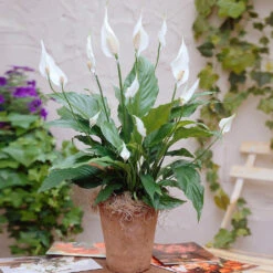 New Apartment House Plant Kit 13 New Apartment House Plant Kit -Garden Plants Peace Lily 3 98e084f7 4479 41ec 9230 4271b765469e