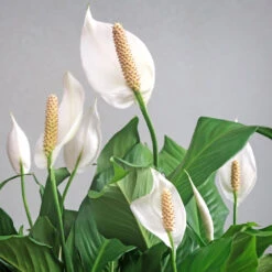 Peace Lily Plant 14 Peace Lily Plant -Garden Plants Peace Lily 6