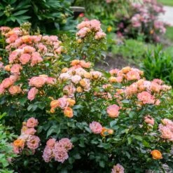 Peach Drift® Rose -Garden Plants Peach Drift Rose 2 FGT