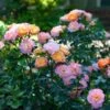 Peach Drift® Rose -Garden Plants Peach Drift Rose FGT 600x600 f8ca7bd1 fa31 4812 a01e d374c6e508cc
