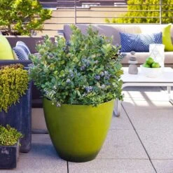 Bushel And Berry® Peach Sorbet™ Blueberry Bush -Garden Plants Peach Sorbet BLueberry 2 FGT
