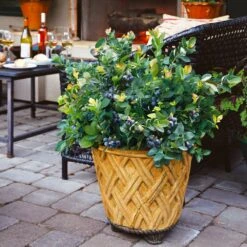 Bushel And Berry® Peach Sorbet™ Blueberry Bush -Garden Plants Peach Sorbet BLueberry 3 BB