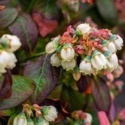 Bushel And Berry® Peach Sorbet™ Blueberry Bush -Garden Plants Peach Sorbet BLueberry 5