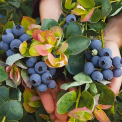 Bushel And Berry® Peach Sorbet™ Blueberry Bush -Garden Plants Peach Sorbet BLueberry 7