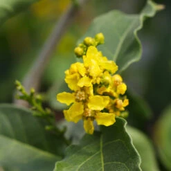 Peanut Butter Fruit Tree -Garden Plants Peanut Butter Tree 7