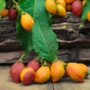Peanut Butter Fruit Tree -Garden Plants Peanut Butter Tree FGT 600x600 b0d8cd74 ceb9 4218 9cb0 759ebb958475
