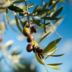 Pendolino Olive Tree -Garden Plants Pendolino Olive