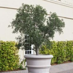 Pendolino Olive Tree -Garden Plants Pendolino Olive FGT 2