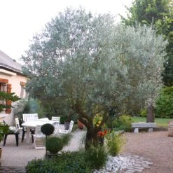 Pendolino Olive Tree -Garden Plants Pendolino Olive FGT 3
