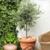 Pendolino Olive Tree -Garden Plants Pendolino Olive FGT 600x600 231f38ca 5d36 47ad 97c6 31ac8f015baf