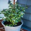 Bushel And Berry® Perpetua Blueberry -Garden Plants Perpetua Blueberry FGT 600x600 79c72e4f 795d 4bbd 934f 3af1cb9f5327