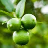 Persian 'Bearss' Lime Bush -Garden Plants Persian Lime Bush FGT 600x600 0cd07f7a a04f 4e42 98f2 c02838737259