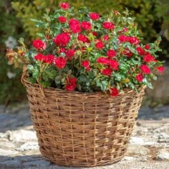 Petite Knock Out® Rose -Garden Plants Petite Red Knockout Rose2 FGT