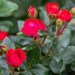 Petite Knock Out® Rose -Garden Plants Petite Red Knockout Rose3