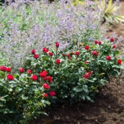 Petite Knock Out® Rose -Garden Plants Petite Red Knockout Rose4