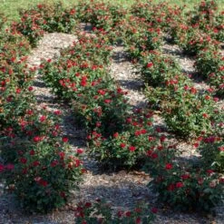 Petite Knock Out® Rose -Garden Plants Petite Red Knockout Rose6