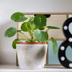 Pilea Peperomioides (Pancake Plant) -Garden Plants Pilea Pancake Plant 3 FGT