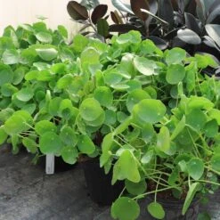 Pilea Peperomioides (Pancake Plant) -Garden Plants Pilea Pancake Plant 6