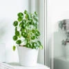Pilea Peperomioides (Pancake Plant) -Garden Plants Pilea Pancake Plant FGT 600x6005 790aec39 dc5d 4914 880d e848f81aa5e3