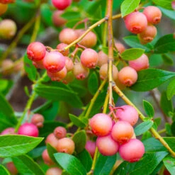Pink Lemonade Blueberry Bush 8 Pink Lemonade Blueberry Bush -Garden Plants Pin Lemonade Blueberry 1