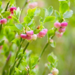 Pink Lemonade Blueberry Bush 9 Pink Lemonade Blueberry Bush -Garden Plants Pin Lemonade Blueberry 3