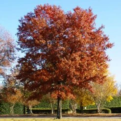 Pin Oak Tree 12 Pin Oak Tree -Garden Plants Pin Oak 5 FGT