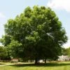 Pin Oak Tree 1 Pin Oak Tree -Garden Plants Pin Oak FGT 600x600 c4defe34 4bd0 4d62 8fe8 b2d365e03b60