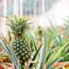 Sugarloaf Pineapple Plant -Garden Plants Pineapple FGT 600x600 dcdc6b34 3024 4712 8280 bcc7a8b2798f