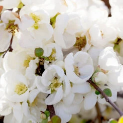 Pineapple Quince Tree -Garden Plants Pineapple Quince 1 FGT