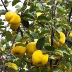 Pineapple Quince Tree -Garden Plants Pineapple Quince 7