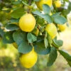 Pineapple Quince Tree -Garden Plants Pineapple Quince FGT 600x600 c9f82864 a730 4f25 b785 970b4c0a07c4