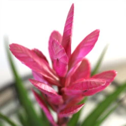 5-Inch Bromeliad In Decorative Pot -Garden Plants Pink Bromiliad 2 e1dd7faf b9f8 429e 84d5 7ce3076db5e3